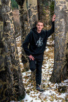 Aspen trees are year-round favorites!