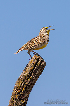 Nebraska Meadowlark