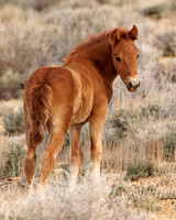 Pilot Butte Mustangs, May 2011