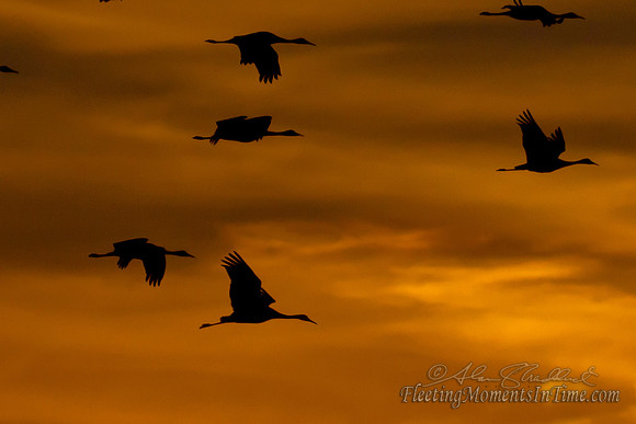 Sandhill Crane Sunset 1