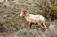 Bighorn Ram on the Ledge