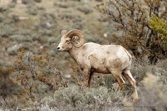 Bighorn Ram on the Ledge