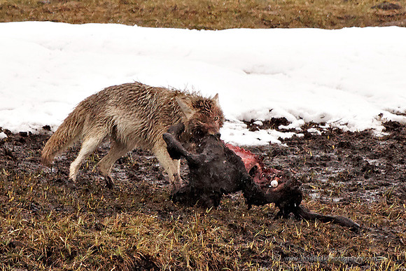 Yellowstone Coyote on Bison Calf Carcass