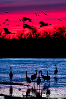 Deanos-crane-sunset-16x24