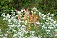 Deanos-fawns-20x30