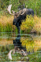 Bull Moose at Sprague Lake