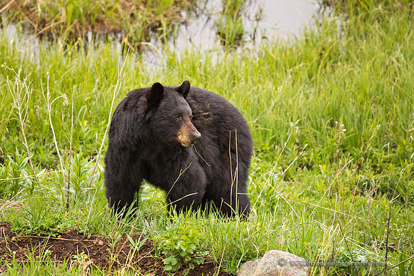 Yellowstone Blackbear2 2010