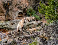 We watched this relentless attack for over an hour. The sheep finally climbed up out of reach.