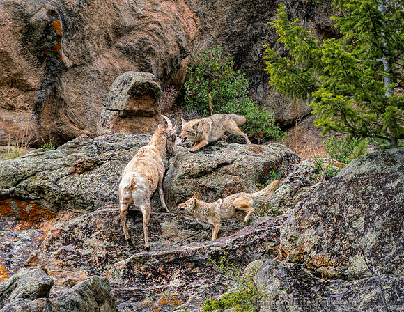 We watched this relentless attack for over an hour. The sheep finally climbed up out of reach.