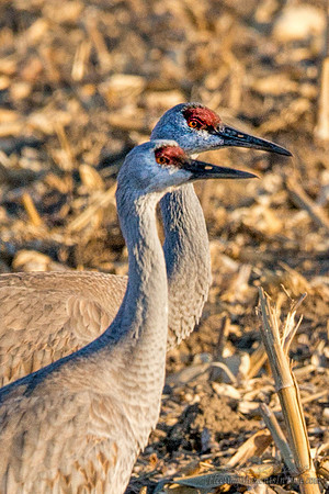 09 Nebraska Sandhill Cranes 2014