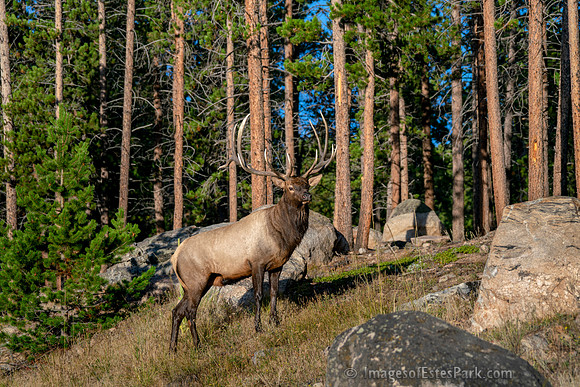 7x6 Bull Elk striking a pose.