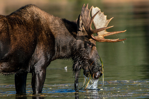 Bull Moose in Morning Sunsine