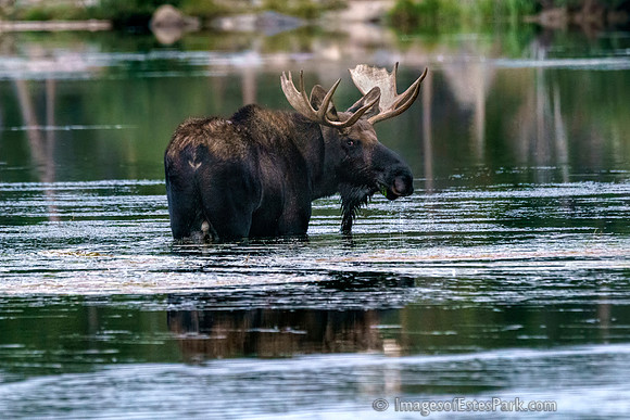 Sept Evening in RMNP