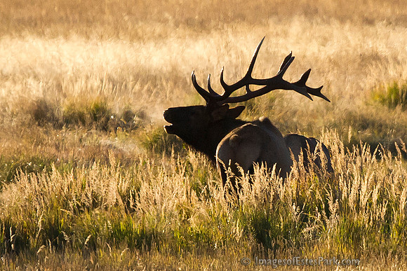 Elk Sunrise Fall 2011