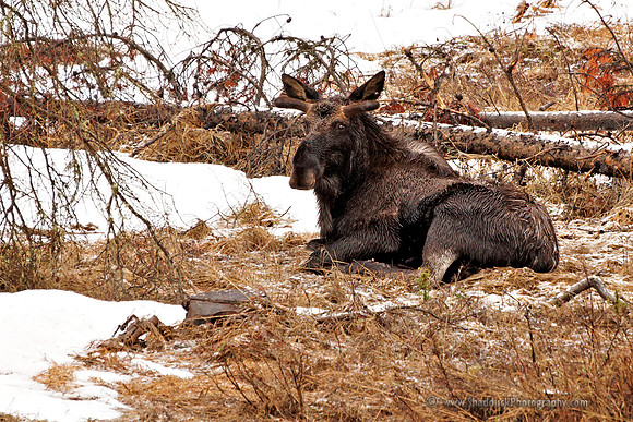 Moose Near Yellowstone's Eastern Gate