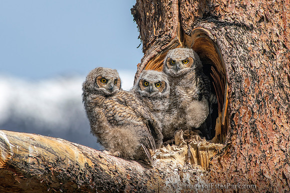 Great Horned Owlets, almost ready to fly away!