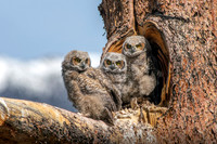 Great Horned Owlets, almost ready to fly away!