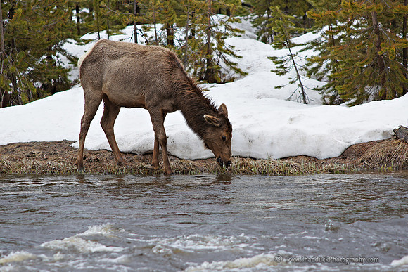 107-Yellowstone May 2011