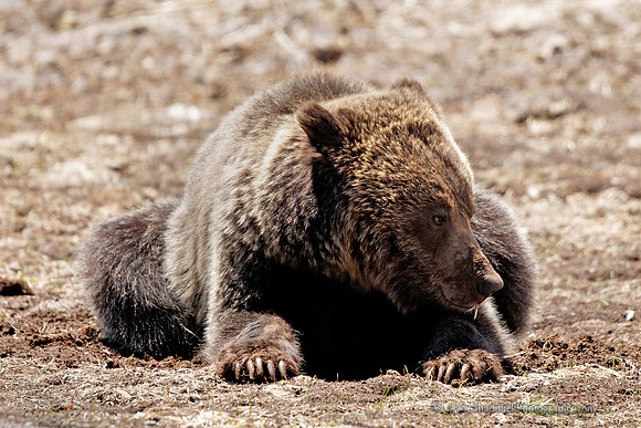 Young Griz -Yellowstone May 2011