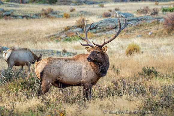 Moraine Park - RMNP Oct 2011