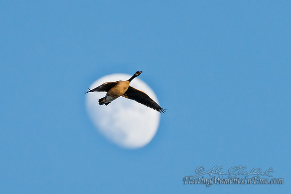 Fly me...