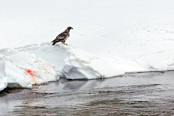 Young Bald Eagle Breakfast -Yellowstone May 2011