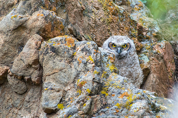 Colorado Great Horned Owlet Hiding in the Rocky Cliff