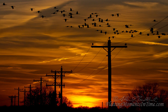 Sandhill Crane Sunset 2