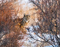 Early Morning Colorado Bobcat