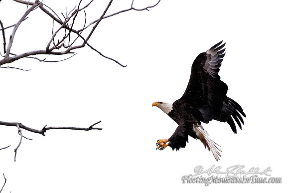 Christmas Day Nebraska Eagle