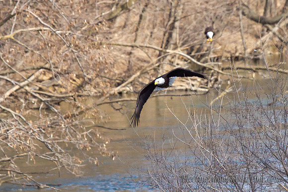 Nebraska Eagles Feb 2012 05