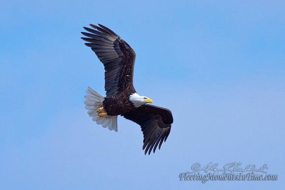 Nebraska Eagles Feb 2012 10