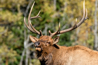 04 RMNP Fall 2013