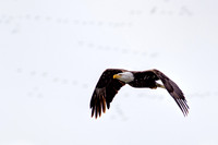 Wintering Eagles at Johnson Lake, Nebraska 2