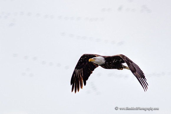 Wintering Eagles at Johnson Lake, Nebraska 2