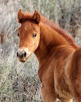 Pilot Butte Mustangs, May 2011