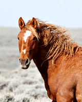 Pilot Butte Mustangs, May 2011