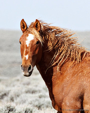 Pilot Butte Mustangs, May 2011