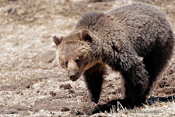 Young Griz, Yellowstone May 2011