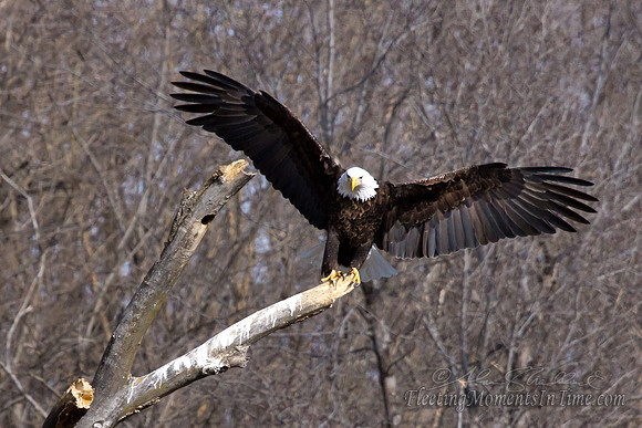 Nebraska Eagles Feb 2012 06