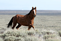 Pilot Butte Mustangs, May 2011