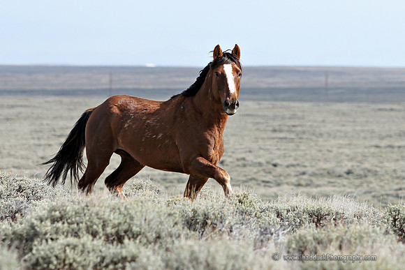 Pilot Butte Mustangs, May 2011