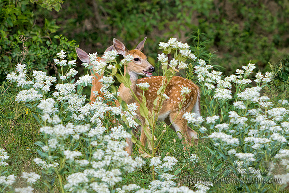 Twin Fawns - NebraskaLand Magazine's 1st Place winner for Mammals Division Aug/Sept 2014