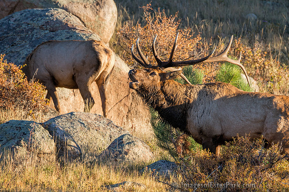 Bugling Bull Elk, Rocky Mountain National Park
