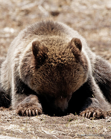 Young Griz -Yellowstone May 2011