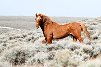 Pilot Butte Mustangs, May 2011