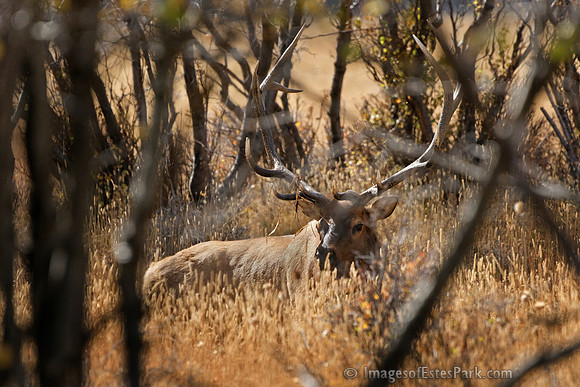 02-RMNP Elk 10-2010