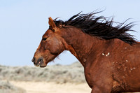 Pilot Butte Mustangs, May 2011