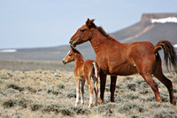 Pilot Butte Mustangs, May 2011