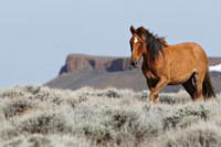 Pilot Butte Mustangs, May 2011